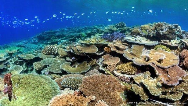 مرجان ها قربانیان تغییر اقلیم