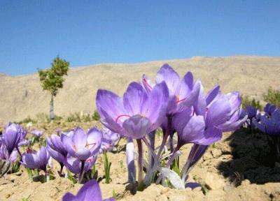 یزدی های توانستند زعفران تولید کنند