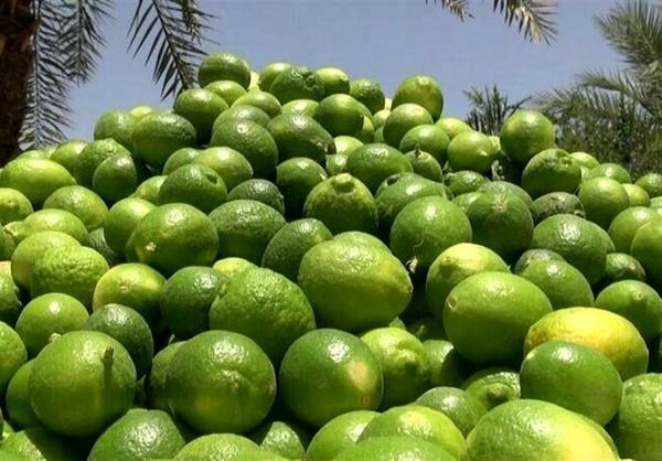 مدیرکل دفتر میوه های گرمسیری: برای پیشگیری از بیماری های مدیرکل دفتر میوه های گرمسیری: برای پیشگیری از بیماری های نوظهور مخالف واردات لیموترش هستیم
