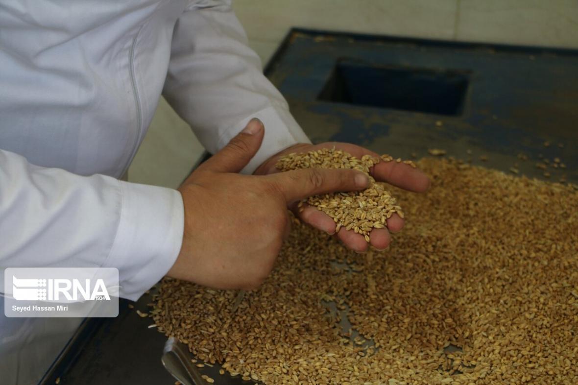 خبرنگاران خریداری بیش از 10 هزار تن گندم از کشاورزان قزوینی خبرنگاران خریداری بیش از 10 هزار تن گندم از کشاورزان قزوینی