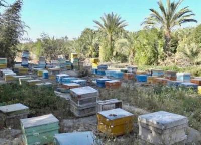 فراوری بیش از 85 تن عسل در سیستان وبلوچستان