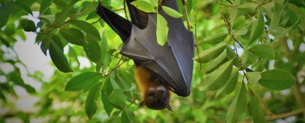 عکس ، گزارش ترسناک از خطر خفاش های در کمین انسان!