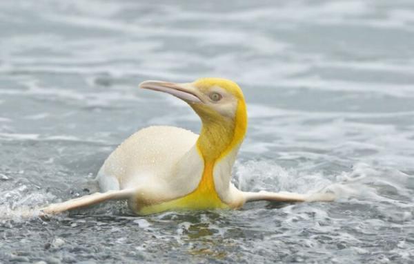 عجیب اما واقعی؛ این پنگوئن زرد است!، عکس