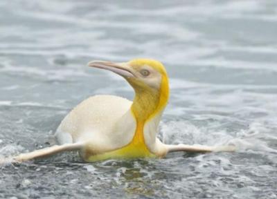 عجیب اما واقعی؛ این پنگوئن زرد است!، عکس