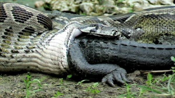 مار غول پیکر تمساح را یک لقمه کرد!، عکس